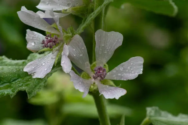 The Healing Benefits of Marshmallow Root